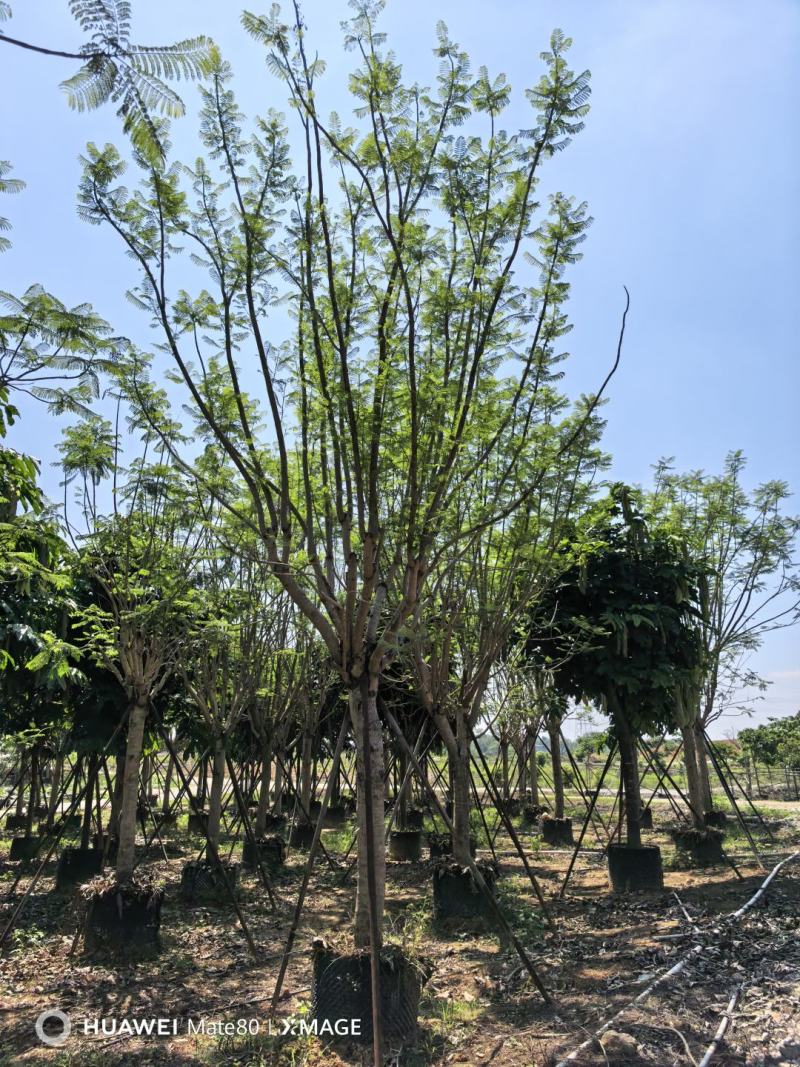 蓝花楹13～25分大量出售中