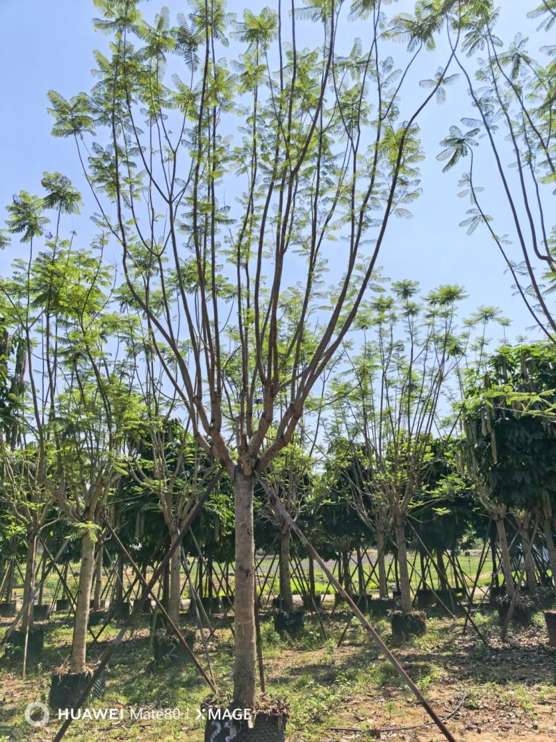 蓝花楹13～25分大量出售中