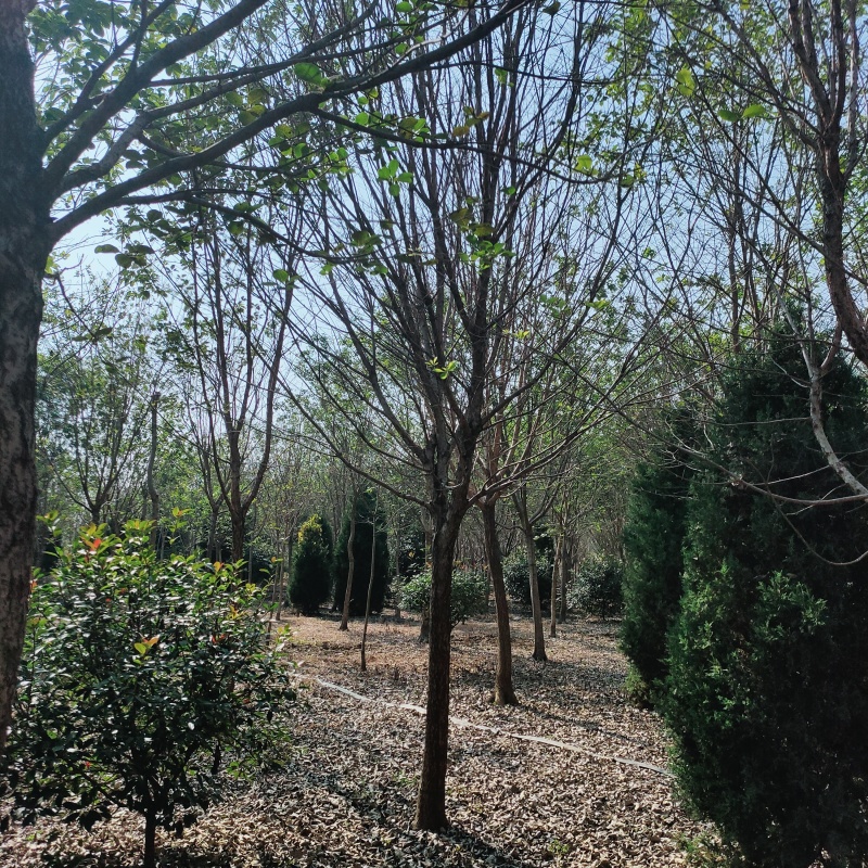 流苏（六月雪）大小规格齐全量大从优