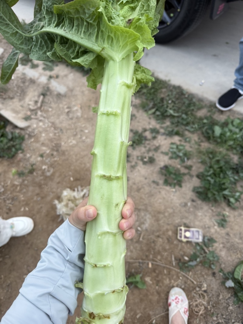 精品莴笋