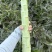 精品莴笋