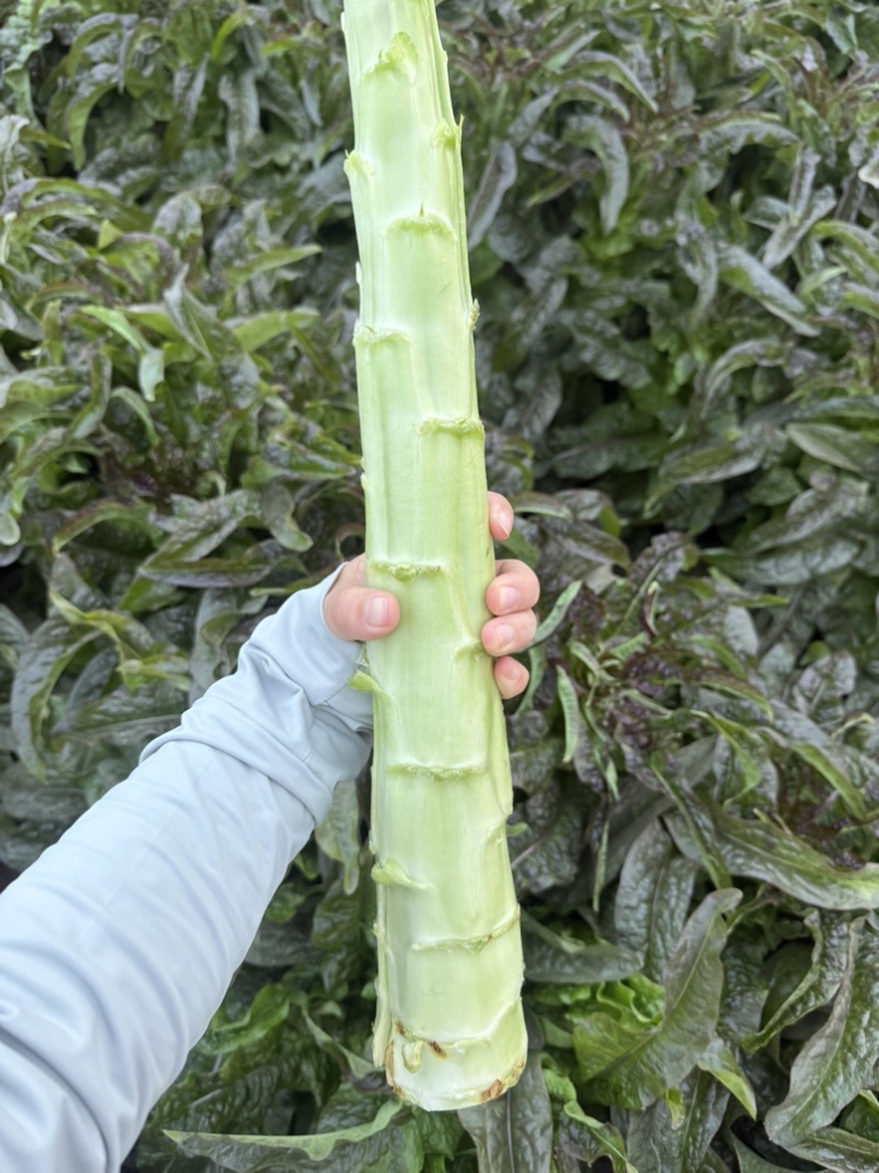 精品莴笋