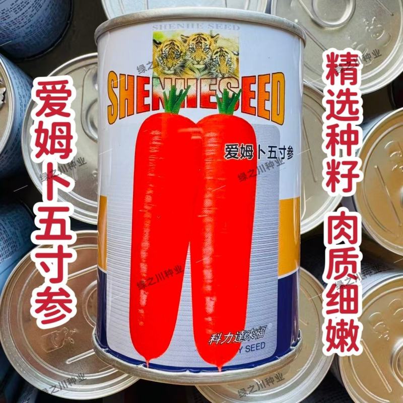 爱姆卜五寸参胡萝卜种子甜脆五寸胡萝卜种籽肉质细嫩大田基地