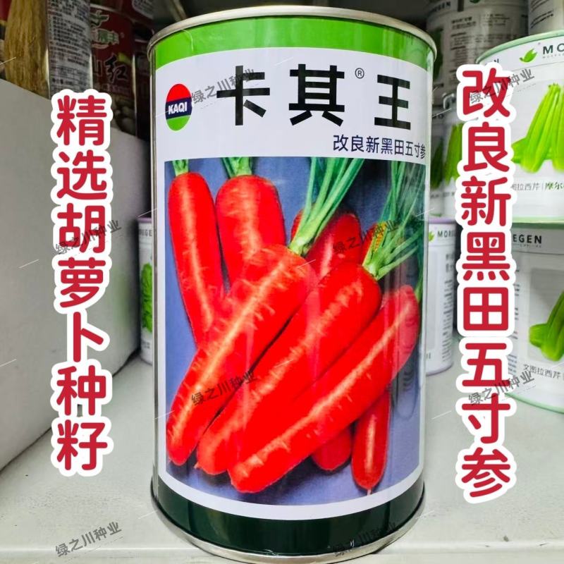 卡其王胡萝卜种子改良新黑田五寸参胡萝卜种子脆甜高产秋季