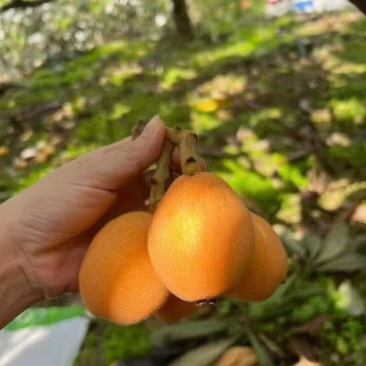 蒲田高山枇杷