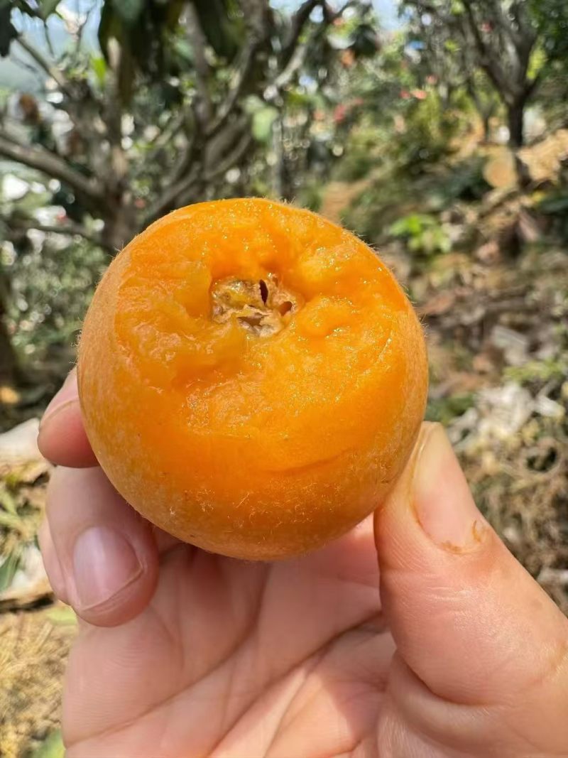 蒲田高山枇杷