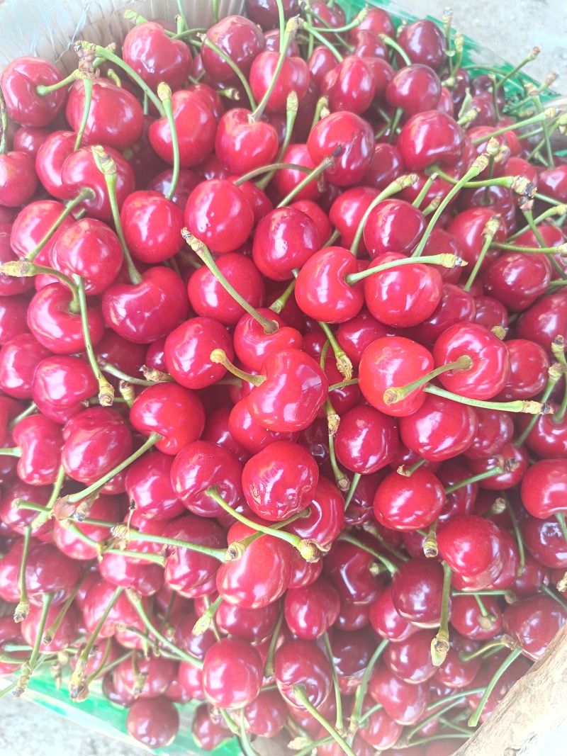 早大果樱桃