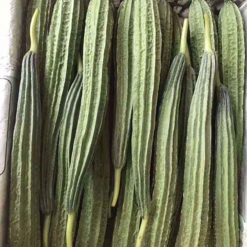 广研5号大肉花点丝瓜种子早中熟皮色浅青白有花点棱沟浅耐热
