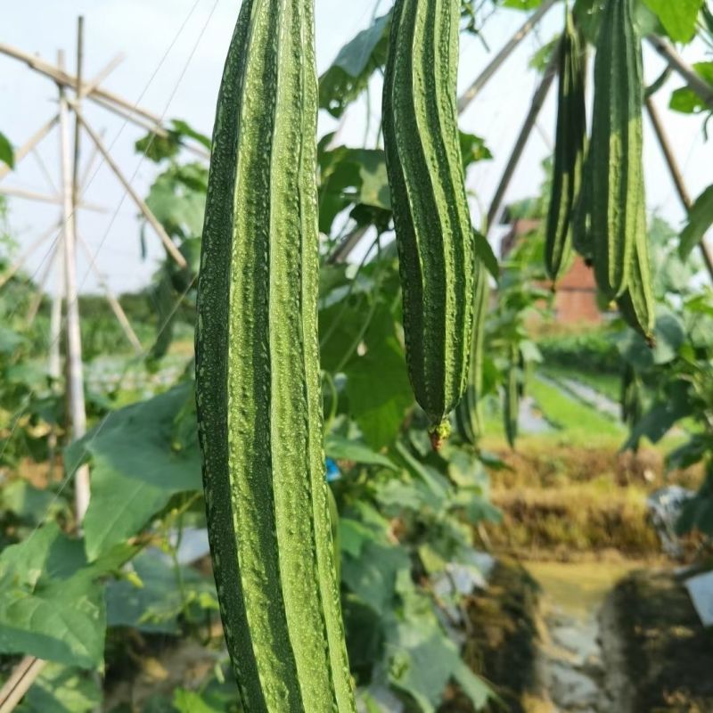 广研5号大肉花点丝瓜种子早中熟皮色浅青白有花点棱沟浅耐热