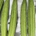 广研5号大肉花点丝瓜种子早中熟皮色浅青白有花点棱沟浅耐热