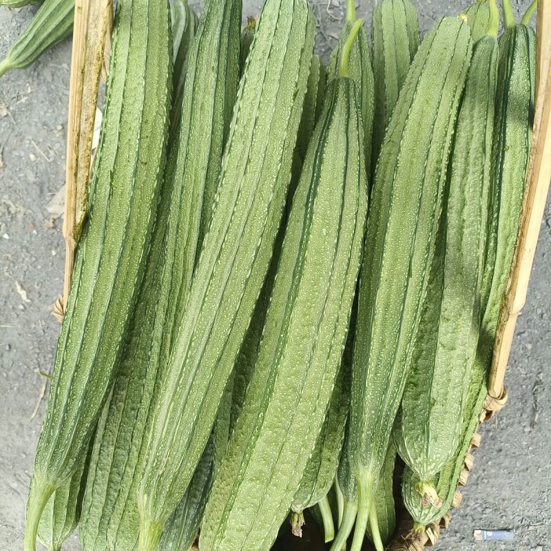 广研5号大肉花点丝瓜种子早中熟皮色浅青白有花点棱沟浅耐热