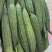 广研5号大肉花点丝瓜种子早中熟皮色浅青白有花点棱沟浅耐热