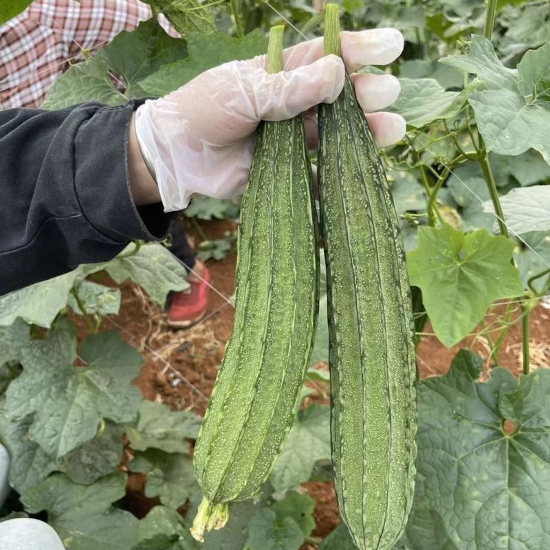 广研5号大肉花点丝瓜种子早中熟皮色浅青白有花点棱沟浅耐热