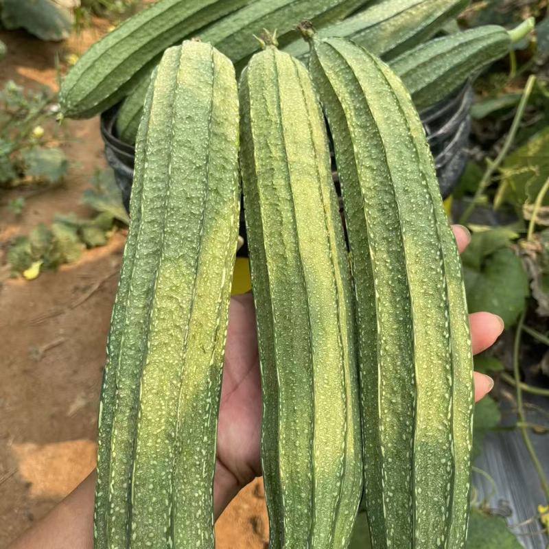 广研5号大肉花点丝瓜种子早中熟皮色浅青白有花点棱沟浅耐热