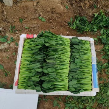 兴和县菠菜
