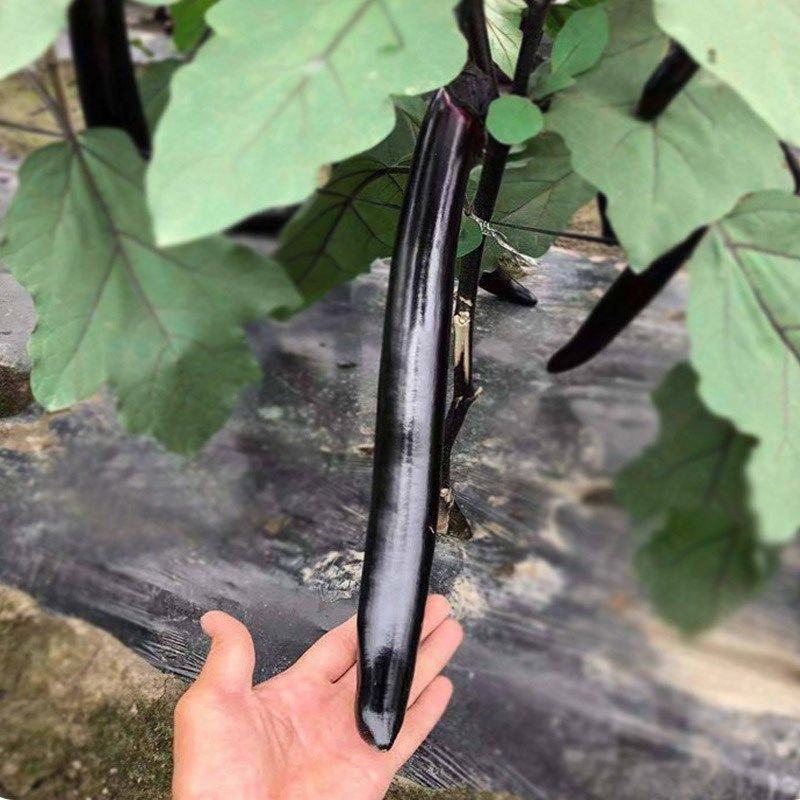 达拉斯茄子种子早熟黑紫长茄种籽抗病耐热耐寒果肉白