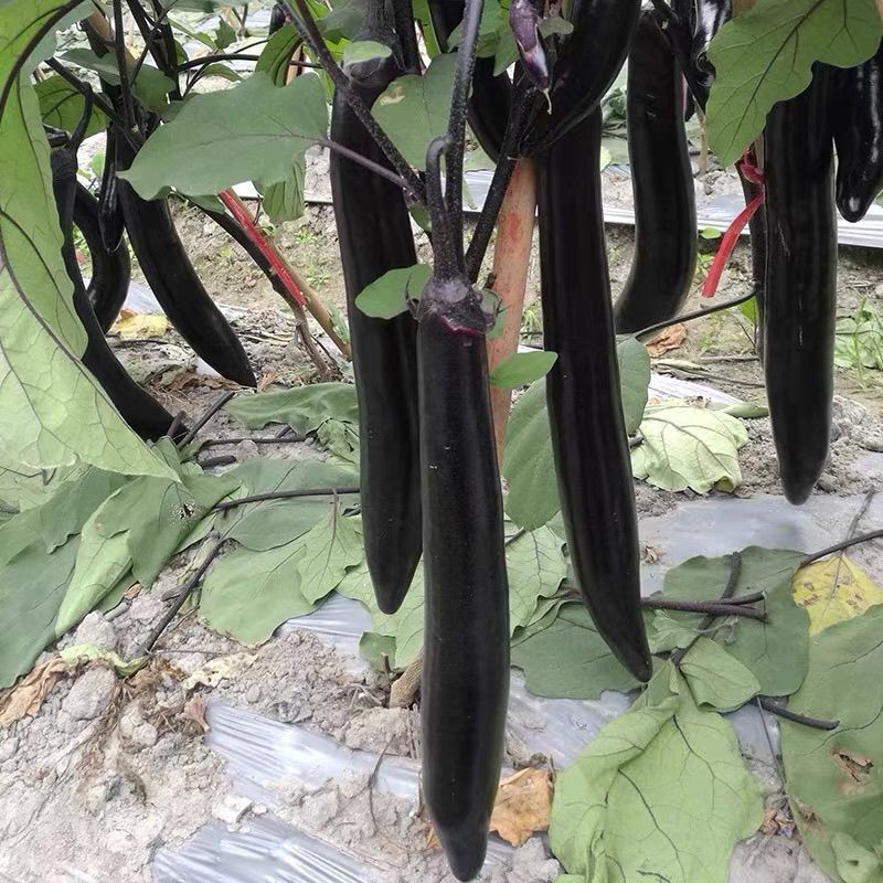 达拉斯茄子种子早熟黑紫长茄种籽抗病耐热耐寒果肉白