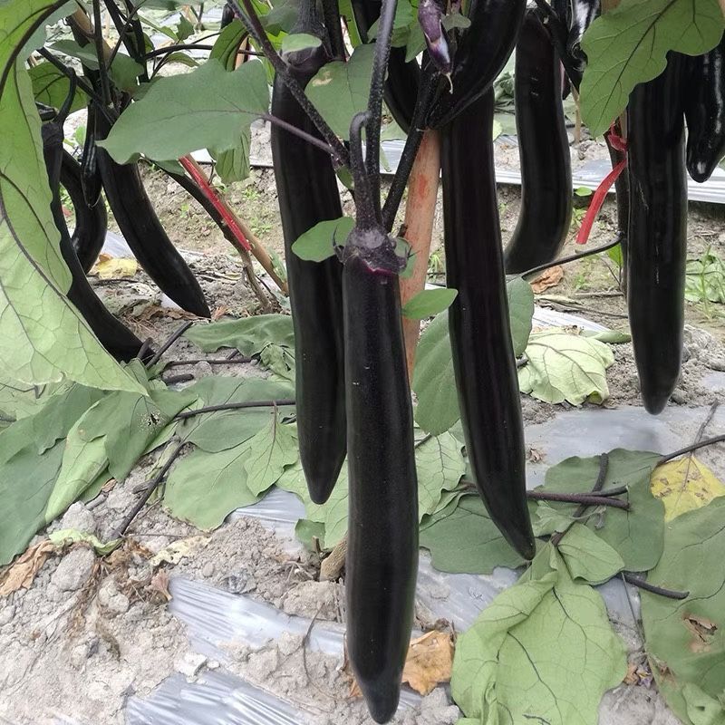 达拉斯茄子种子早熟黑紫长茄种籽抗病耐热耐寒果肉白