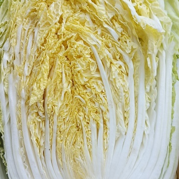 黄心白菜