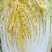 黄心白菜