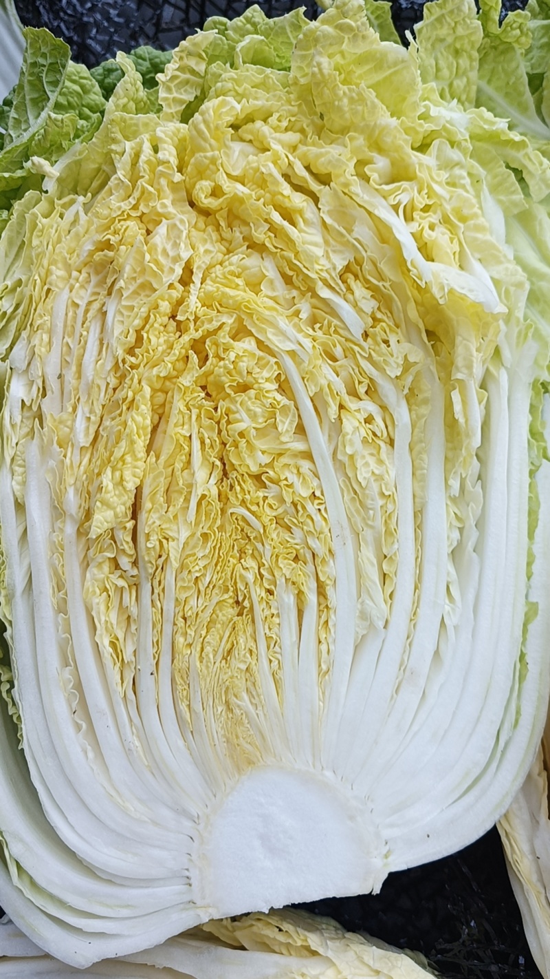 黄心白菜