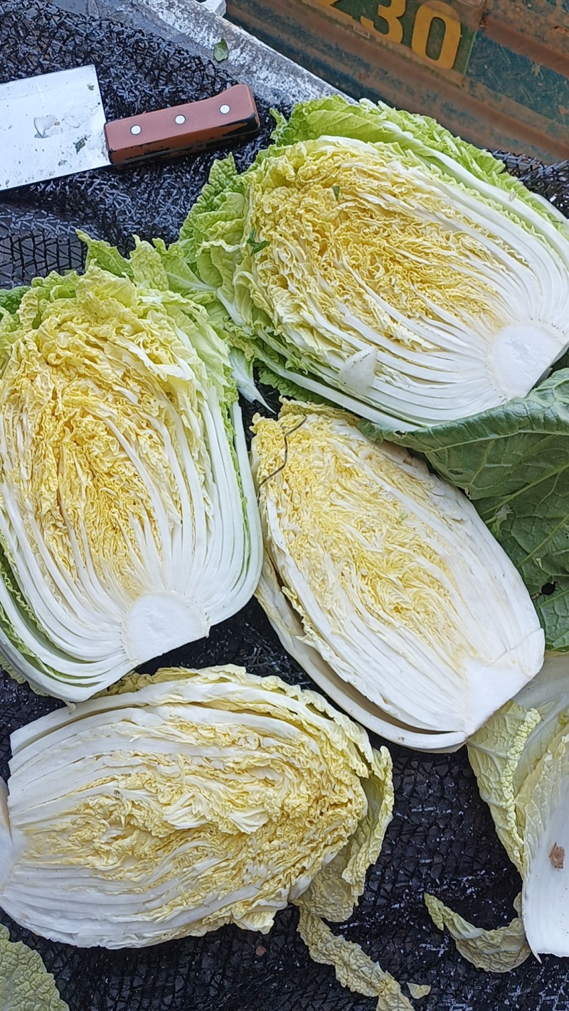 黄心白菜