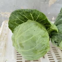 兰州高原夏菜圆包菜/甘蓝通货/精品规格齐全可打包代办