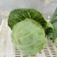 甘兰/包菜/圆包菜/甘蓝通货/精品规格齐全可打包