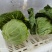 甘兰/包菜/圆包菜/甘蓝通货/精品规格齐全可打包