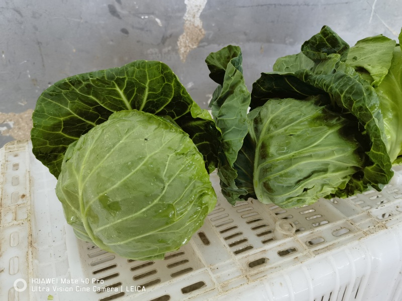 甘兰/包菜/圆包菜/甘蓝通货/精品规格齐全可打包