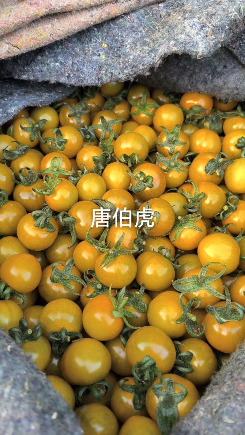 青甜青口蜜小番茄
