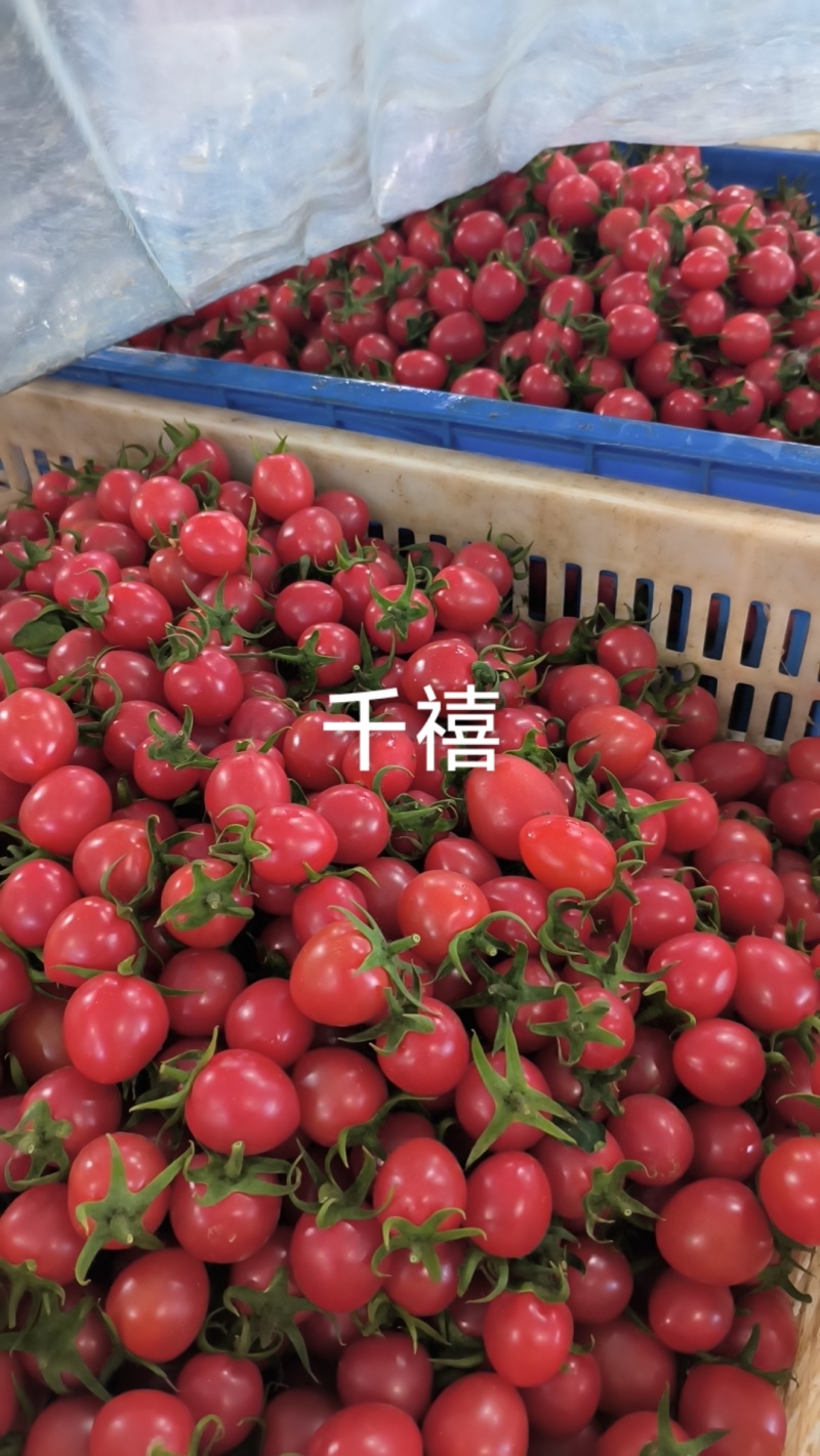 青甜青口蜜小番茄