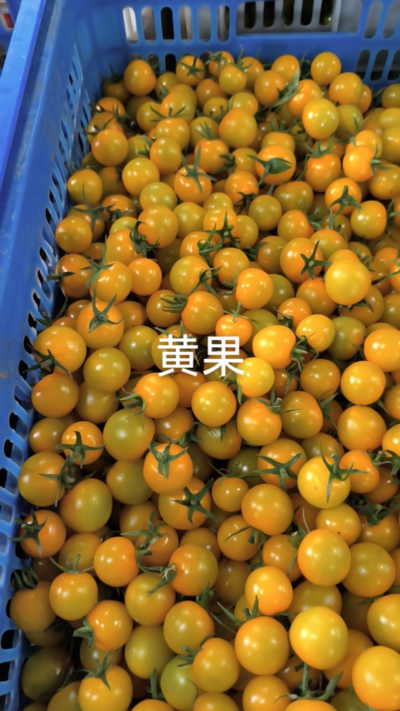 青甜青口蜜小番茄
