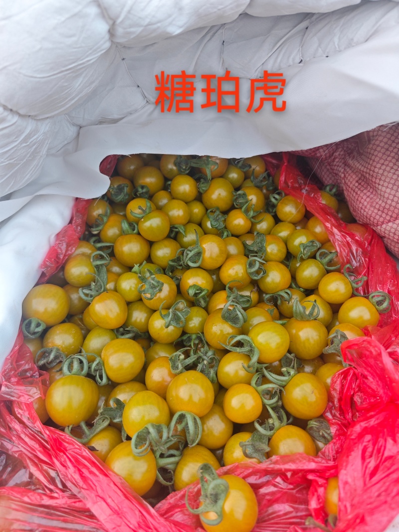 糖珀虎黄圣女果