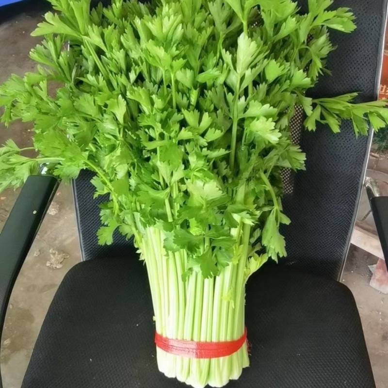 毛芹/铲芹/无根芹菜2.甘肃产地直供芹菜批量走货价优
