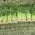 毛芹/铲芹/无根芹菜2.甘肃产地直供芹菜批量走货价优