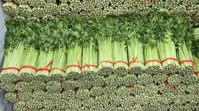 毛芹/铲芹/无根芹菜2.甘肃产地直供芹菜批量走货价优
