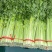 毛芹/铲芹/无根芹菜2.甘肃产地直供芹菜批量走货价优