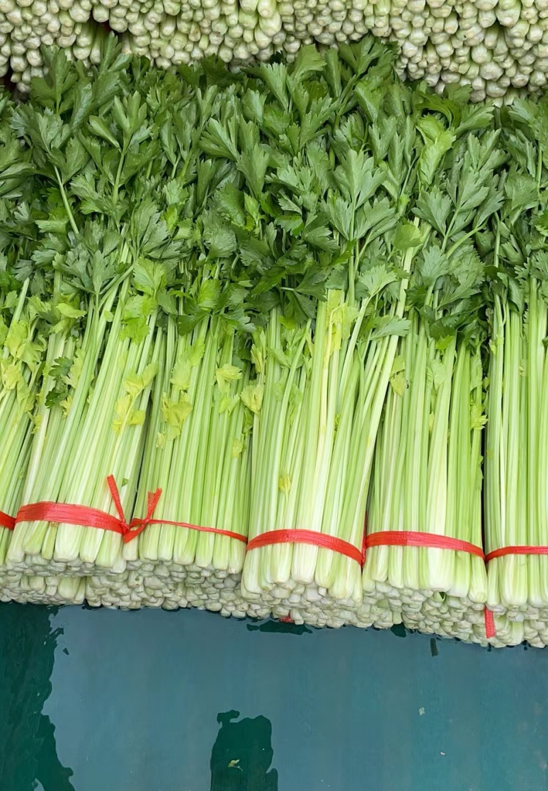 毛芹/铲芹/无根芹菜2.甘肃产地直供芹菜批量走货价优