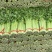 毛芹/铲芹/无根芹菜2.甘肃产地直供芹菜批量走货价优