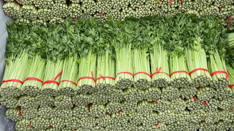 毛芹/铲芹/无根芹菜2.甘肃产地直供芹菜批量走货价优