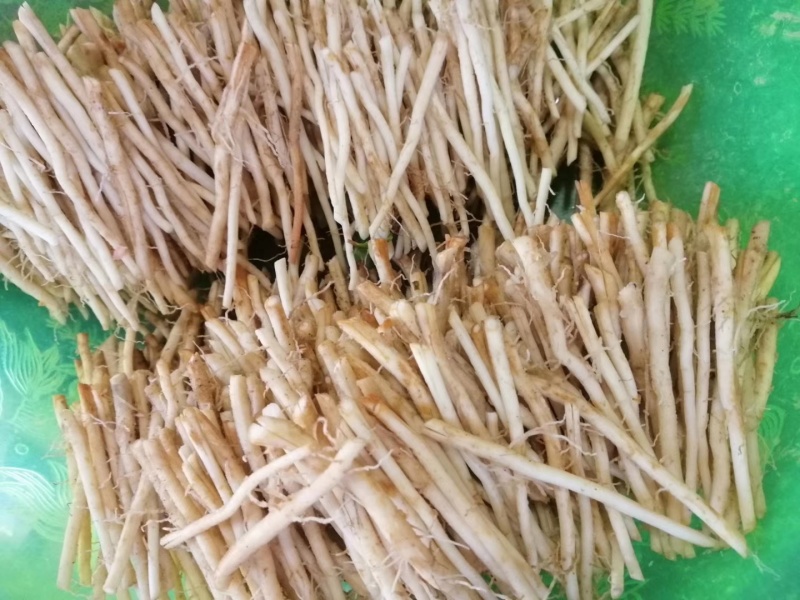油茶钻木芽