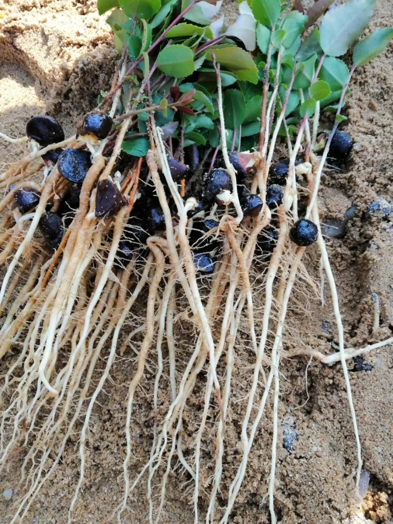 油茶钻木芽
