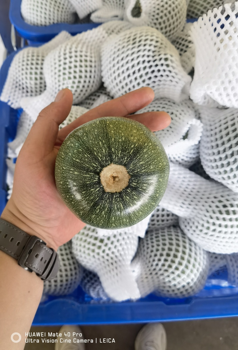 精品圆西葫芦，小南瓜，圆瓜产地一手货源代发全国