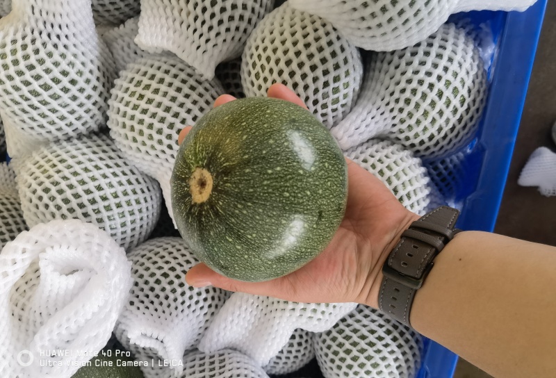 精品圆西葫芦，小南瓜，圆瓜产地一手货源代发全国