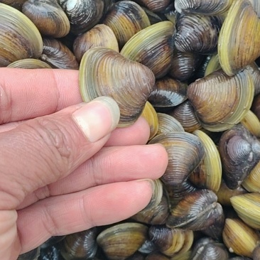 河蚬