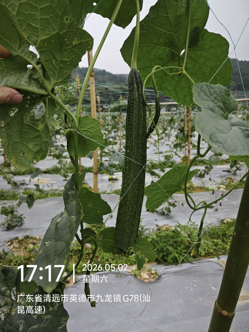 九龙镇丝瓜基地