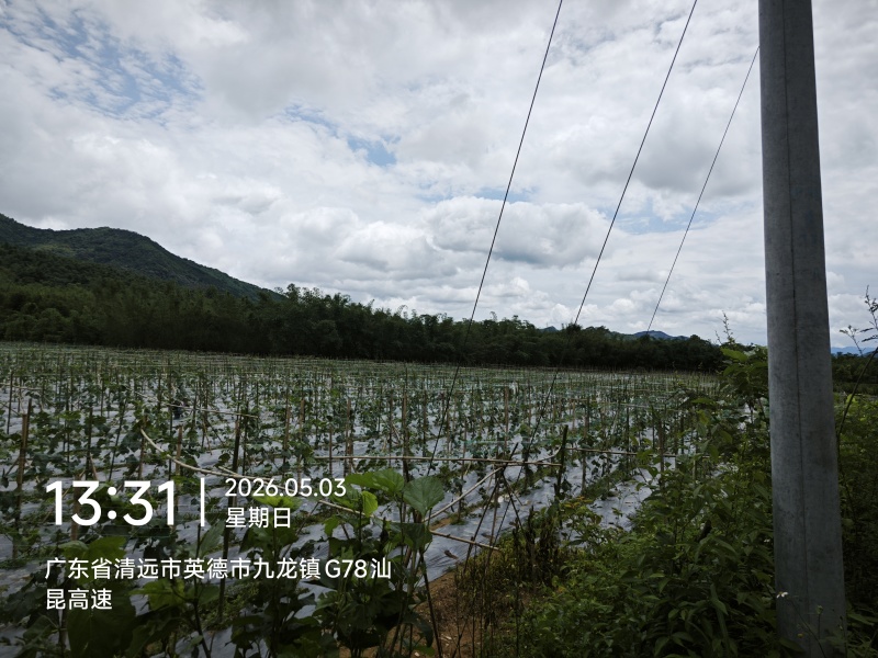 九龙镇丝瓜基地