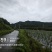九龙镇丝瓜基地