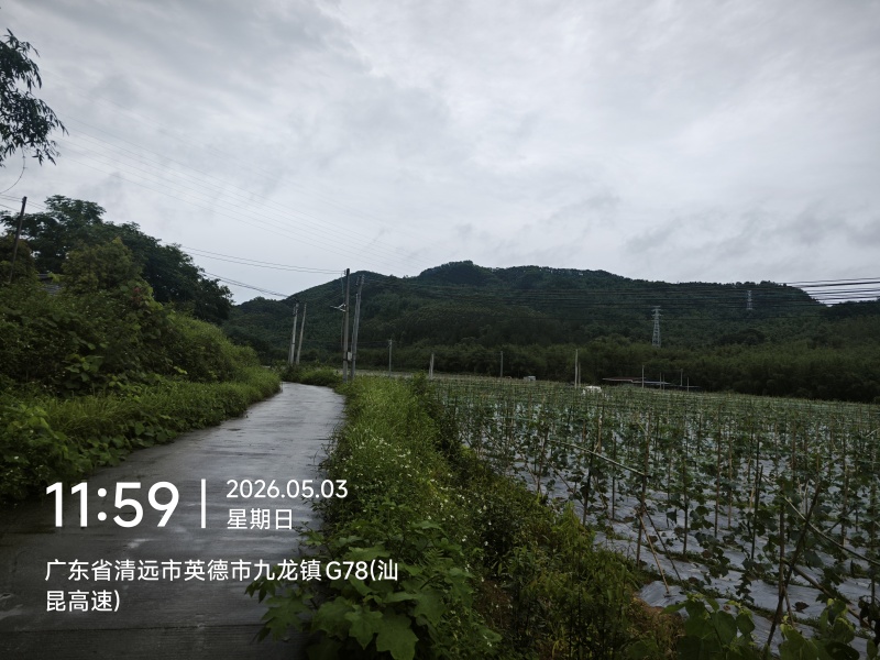 九龙镇丝瓜基地